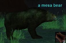 A mesa bear